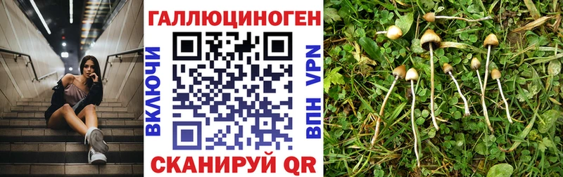 ссылка на мегу как войти  Краснотурьинск  Галлюциногенные грибы Psilocybe 